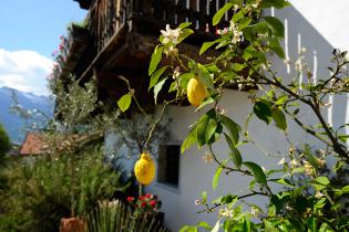 Zitronenbaum am Felderer Hof