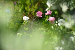 Rosen im Felderer Hof