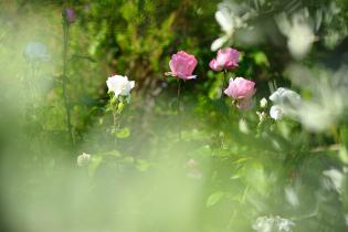 Fiori di rosa