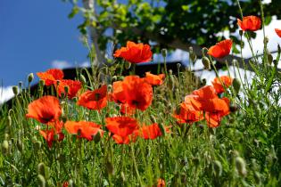 Mohnblüten in den Weinfeldern