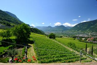 Einzigartiger Ausblick in die Weinberge