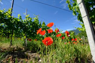 Weinberge und Mohnblüten