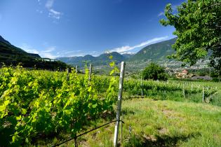 Weinberge mit wunderbarem Ausblick