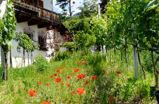 Weinberge am Felderer Hof