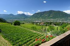 Balkon Ausblick in die Weinberge