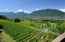 Inmitten von Wein liegt der Felderer Hof in Meran