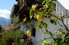 Il limone nel giardino