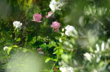 Rosengarten am Felderer Hof