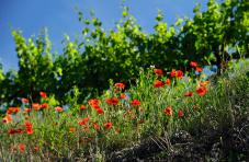 Mohnblüte zwischen den Weinbergen