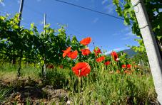 Mohnblüte inmitten von Weinbergen