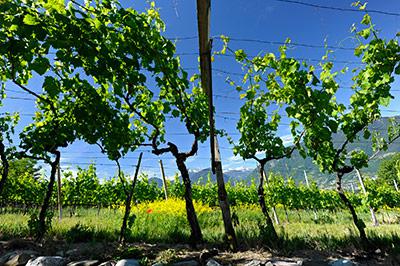 Weinberge vom Felderer Hof